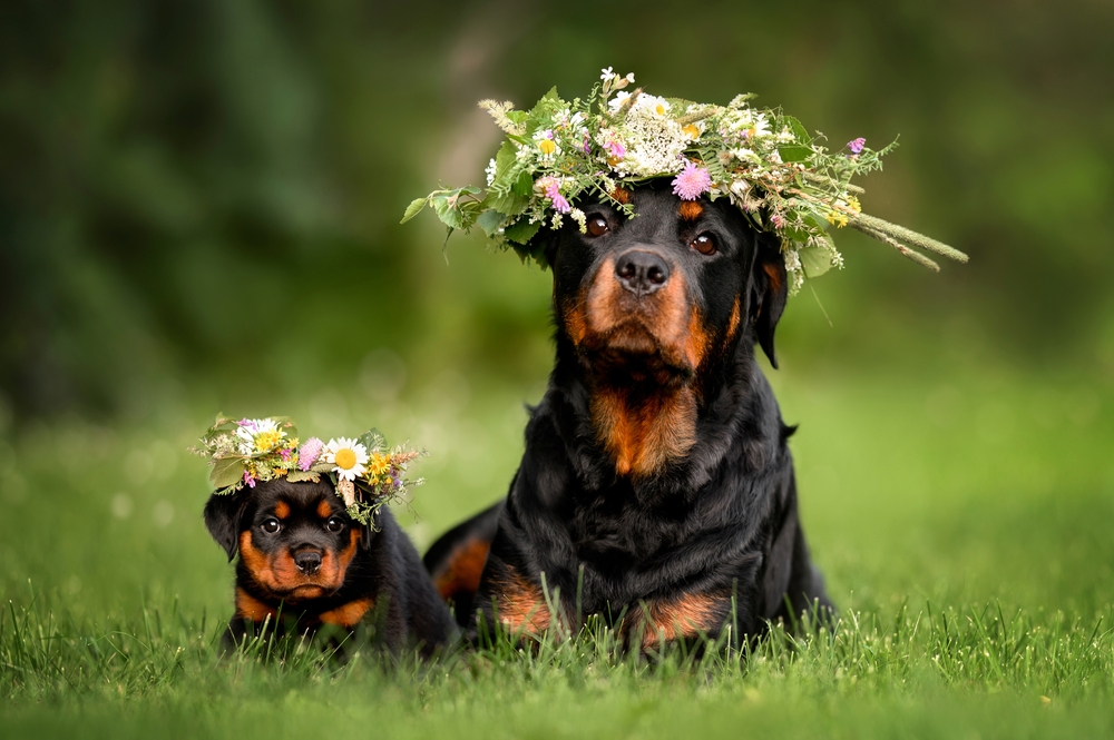 Two beautiful dogs sit in the grass wearing traditional midsummer flower crowns.