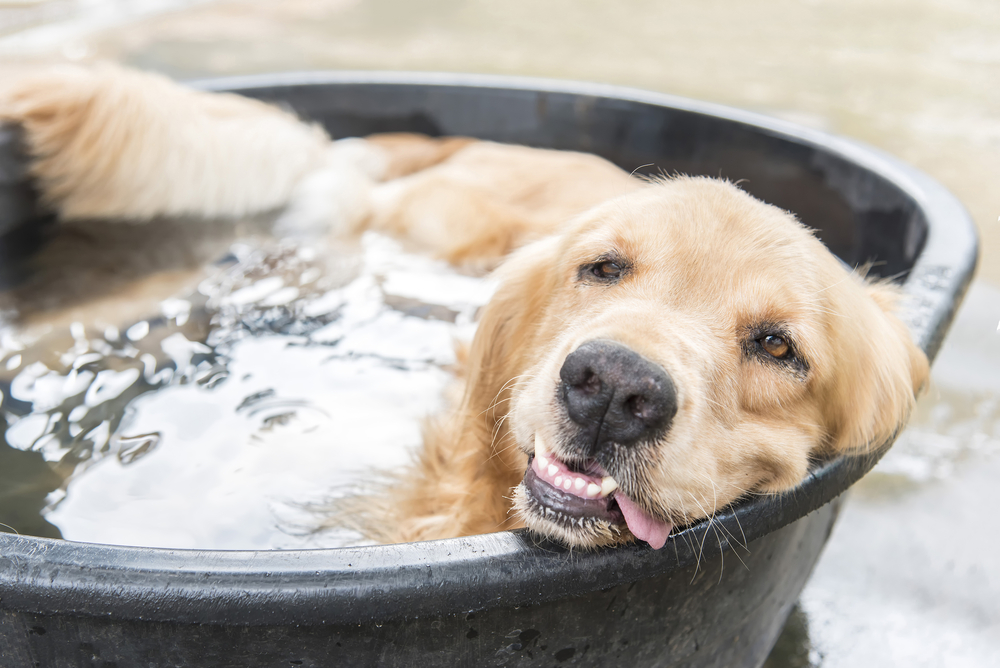 A dog rests in a pool to cool off during the dog days of summer.