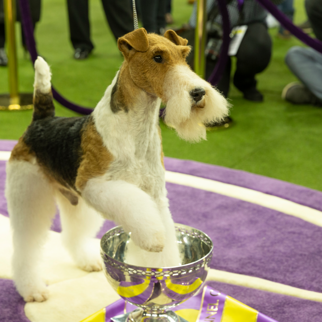 A proud dog accepts a trophy at a dog show. 